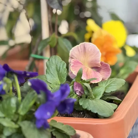 Prestigious Apartament Florencja